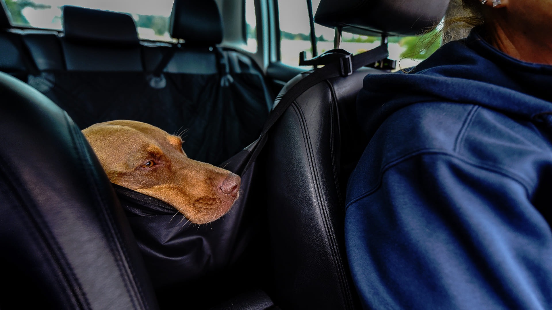 Come trasportare cani e gatti in auto: regole, consigli e sicurezza